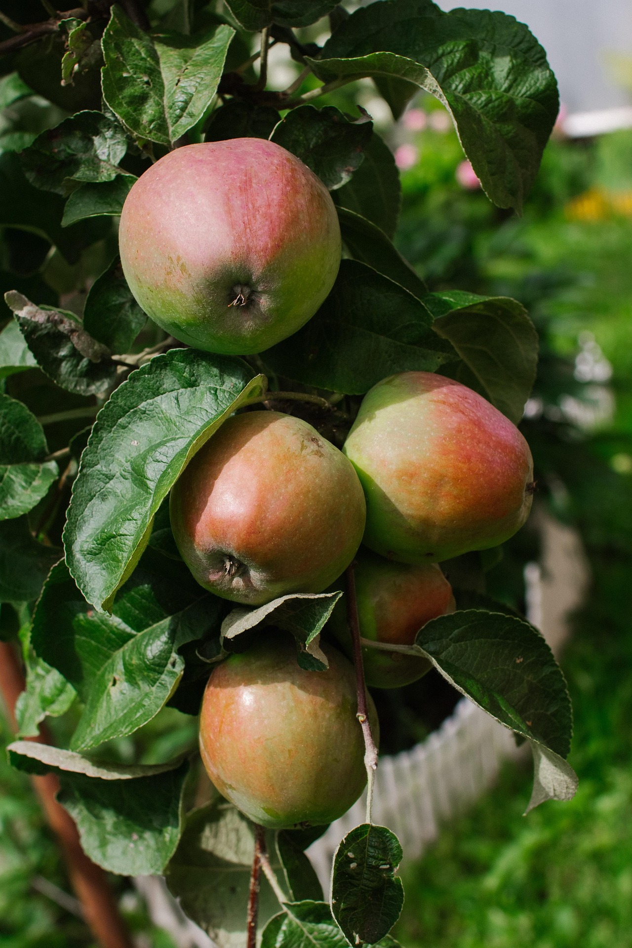 Apples from the orchard