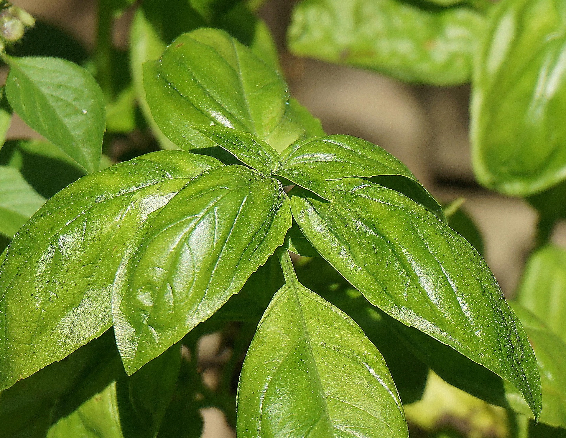 Fresh herbs