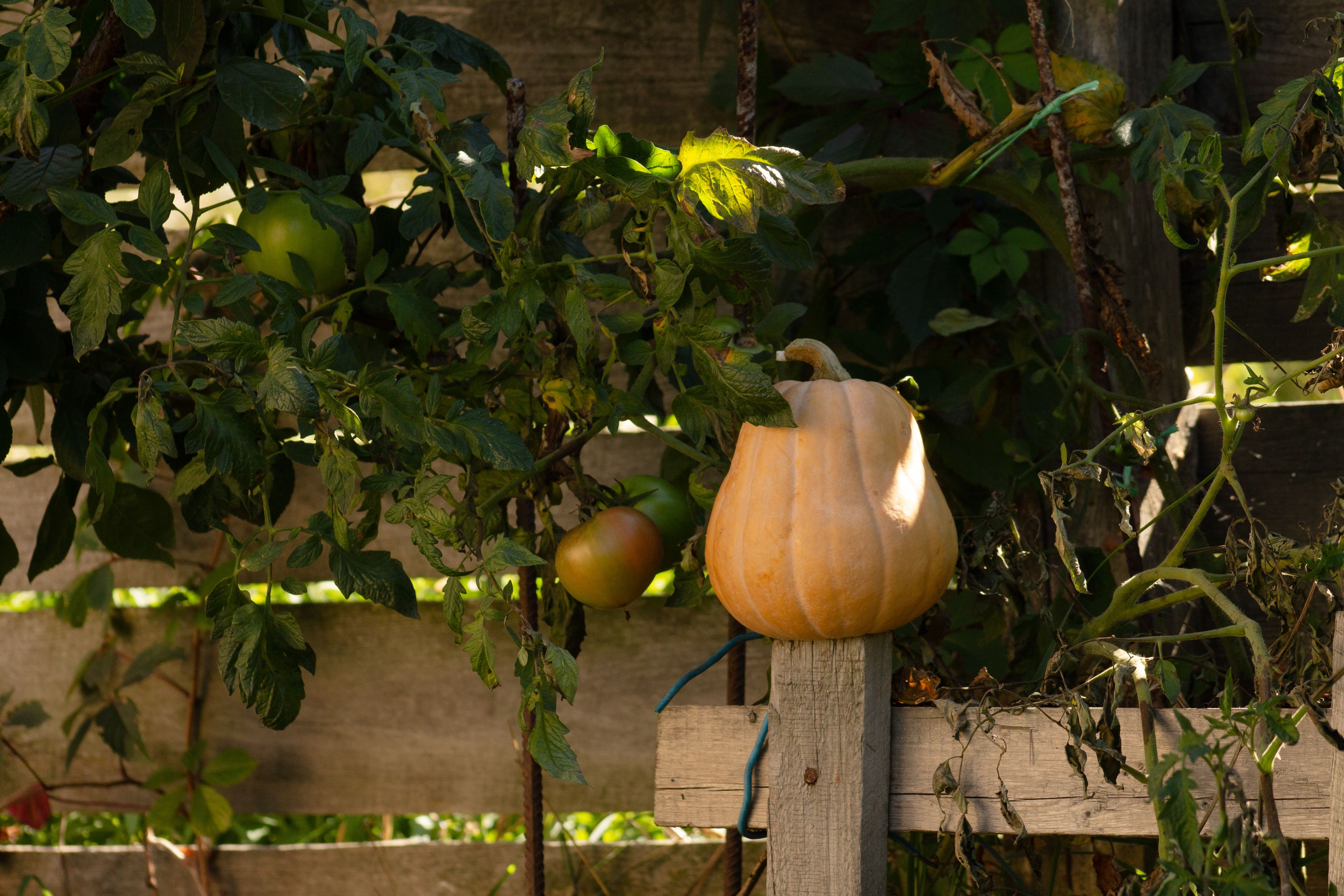 Fresh produce from Loving Creek Farm