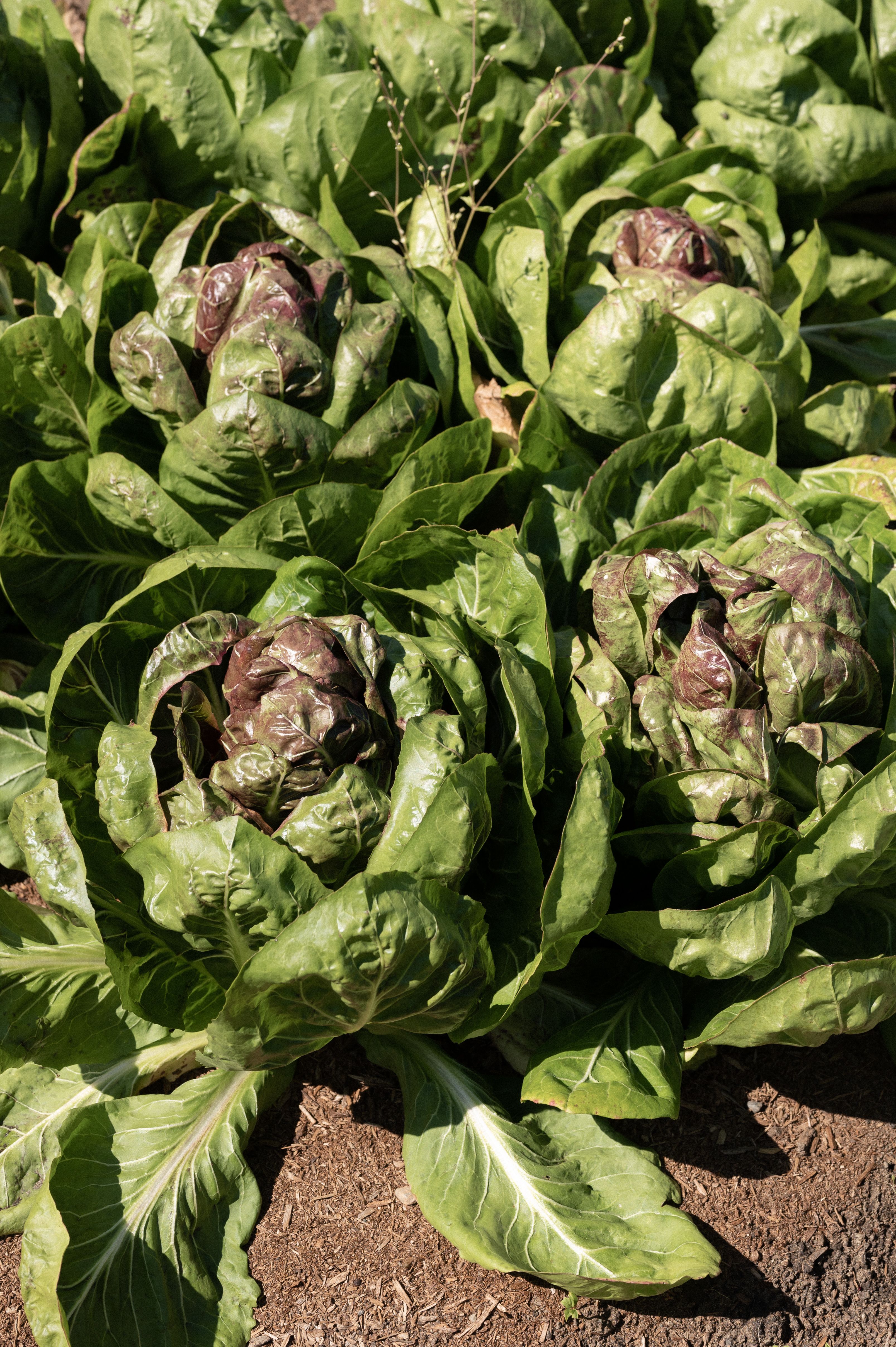 Fresh greens