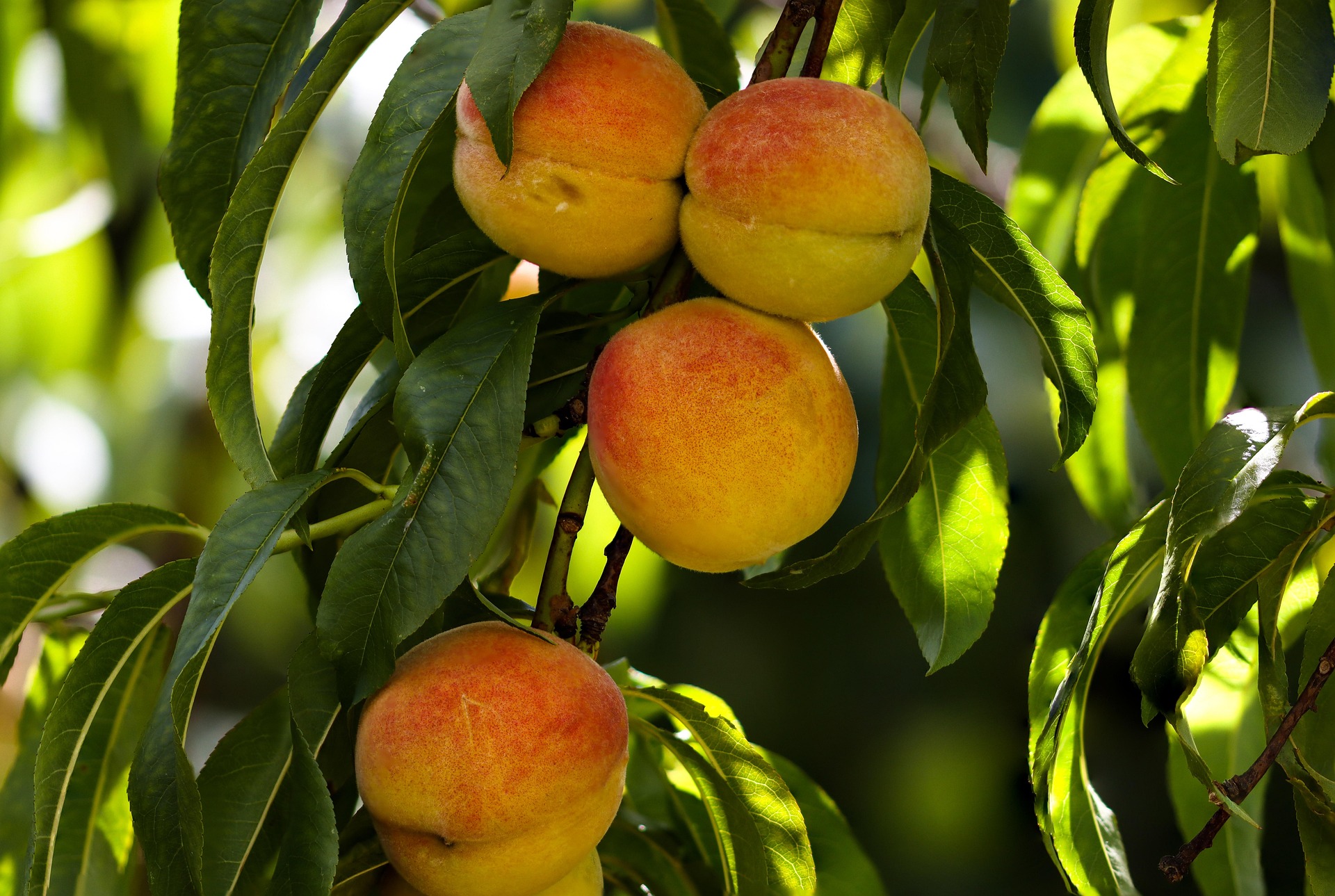 Fresh peaches