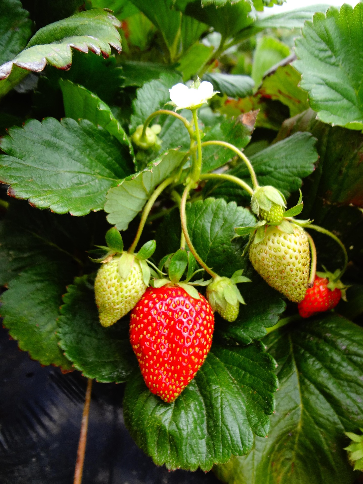 Fresh strawberries
