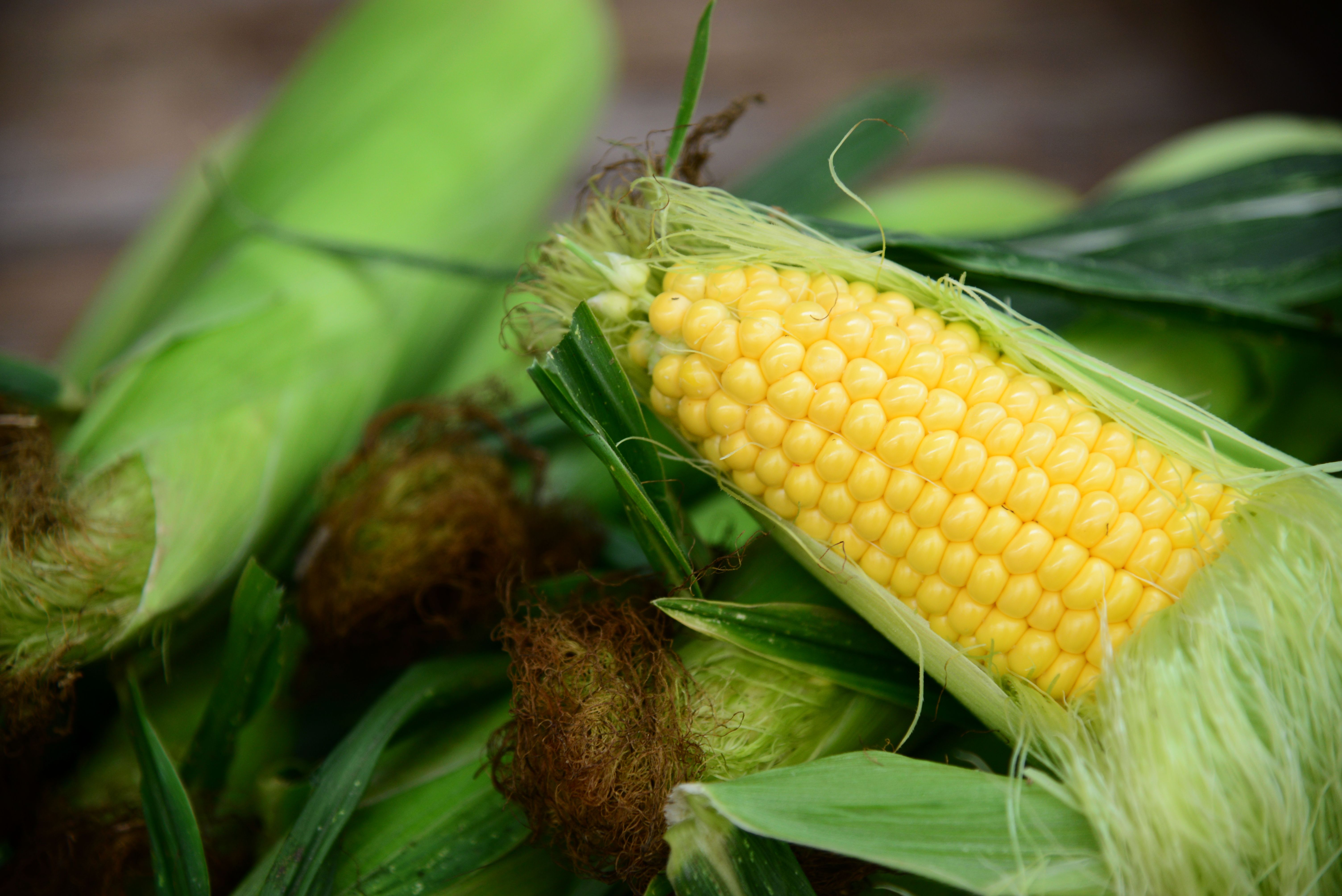 Sweet corn
