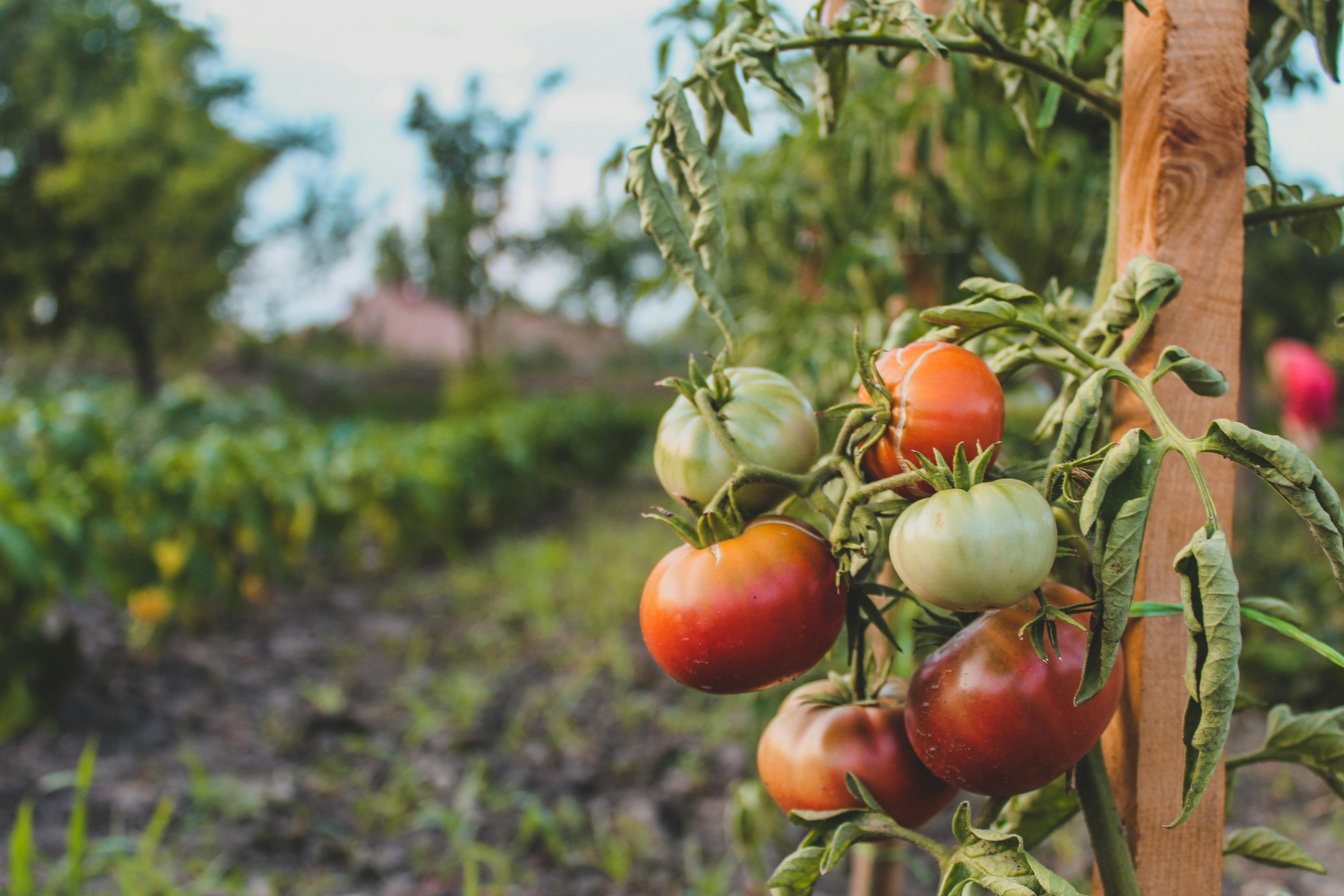 Fresh tomatoes